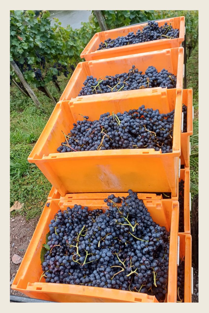 Hier klicken um Bilder anzuzeigen