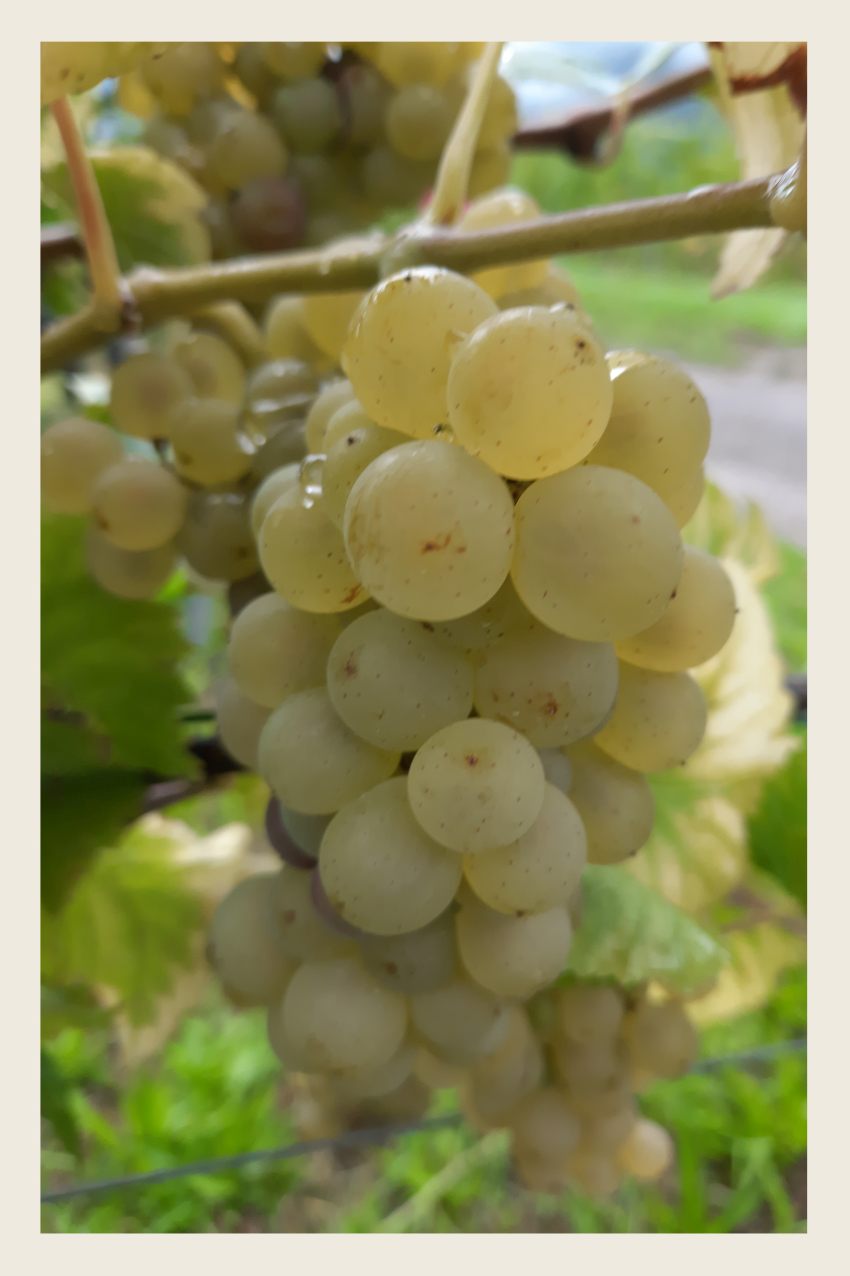 Hier klicken um Bilder anzuzeigen