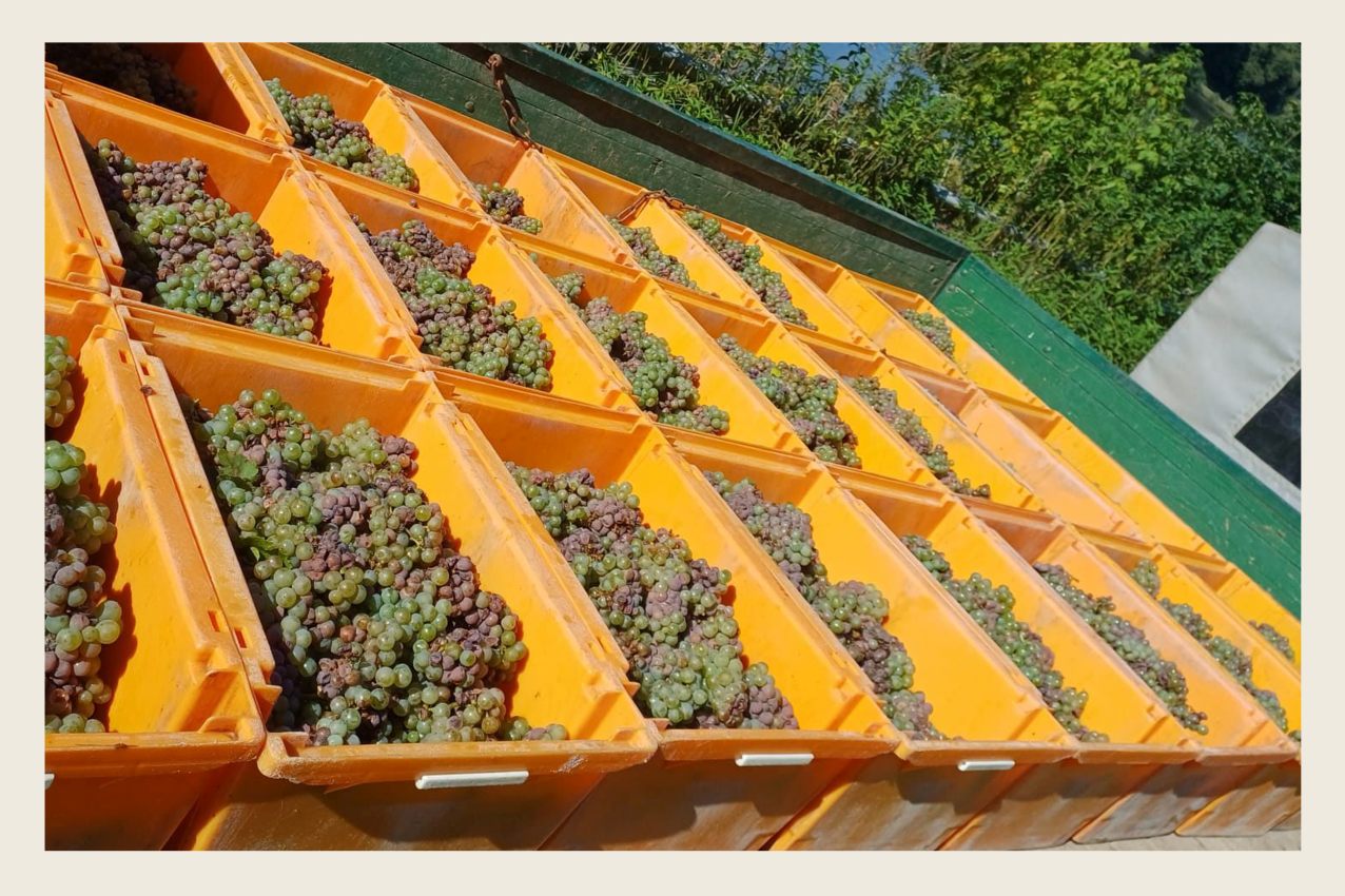 Hier klicken um Bilder anzuzeigen